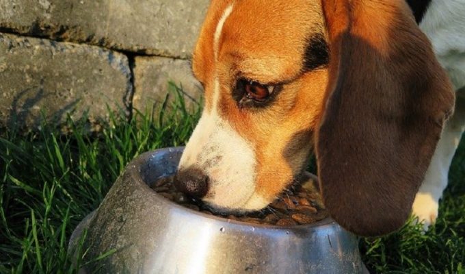 Feeding Your Dog a Grain-Free Diet