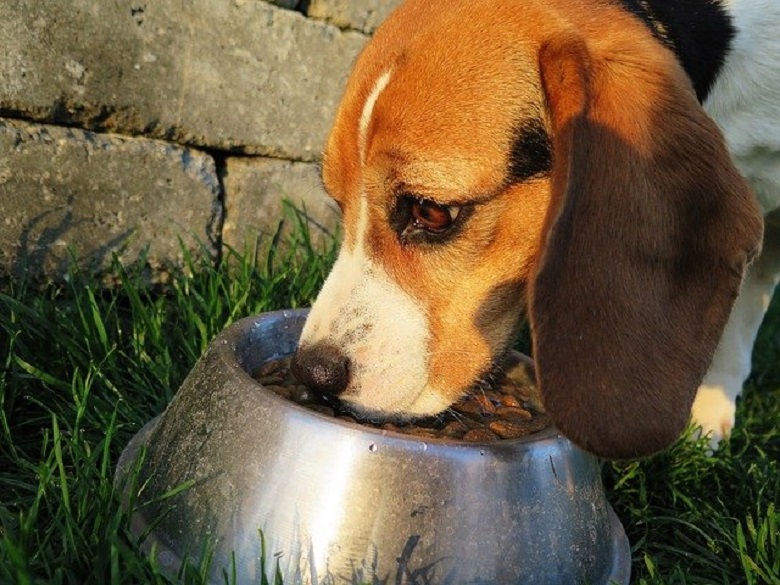 Feeding Your Dog a Grain-Free Diet