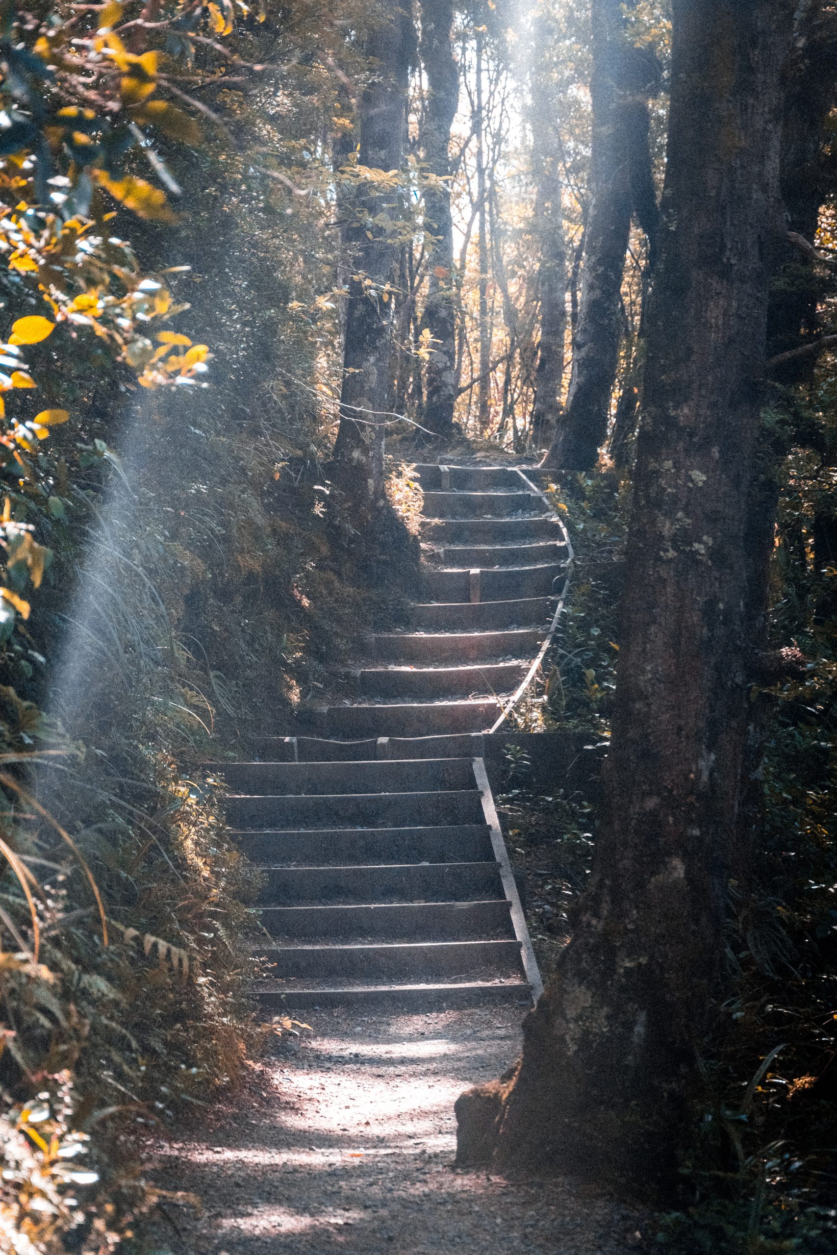 The History of Stairs in the Woods The History of Stairs in the Woods