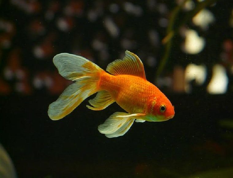 Goldfish