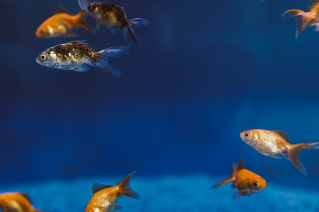 Types of goldfish