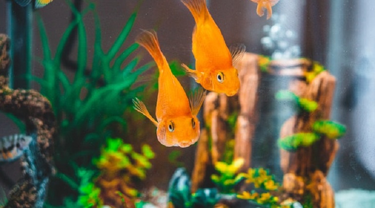 Goldfish