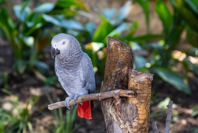 African Grey Parrot Perched On Branch