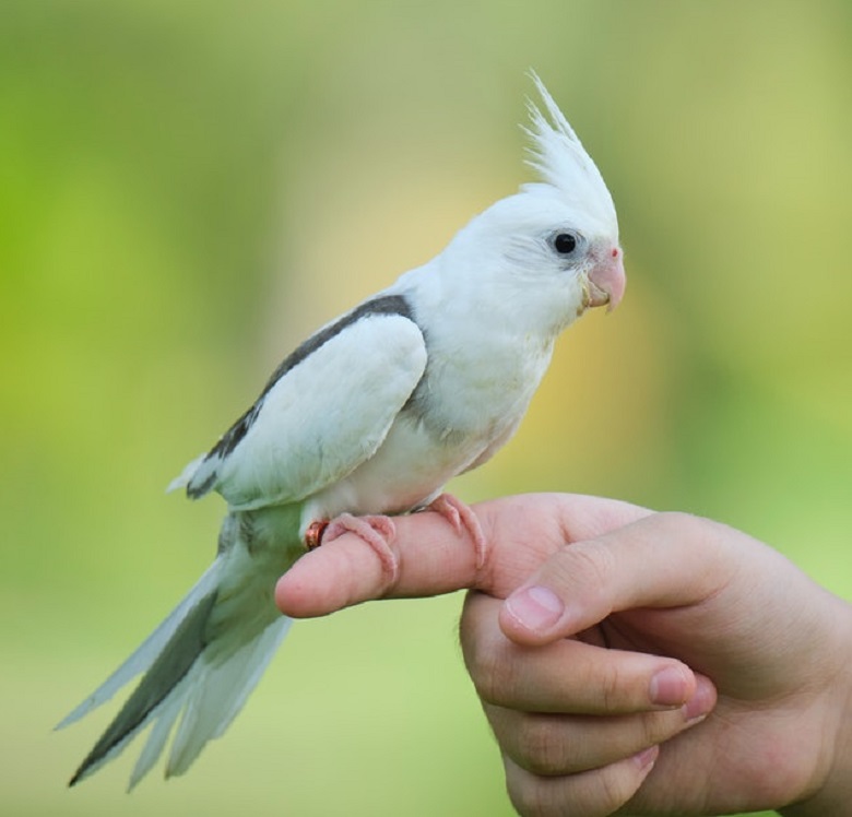 Cockatiel Bird on Person's Hand