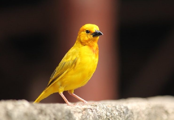 One of the best pet birds for families (Canary)