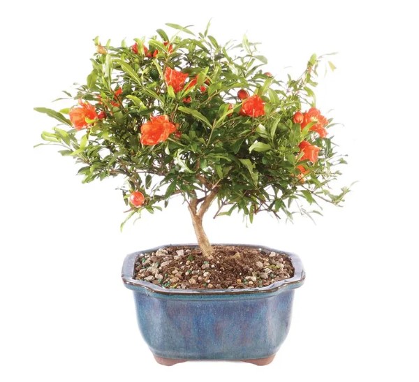 Pomegranate Bonsai Tree