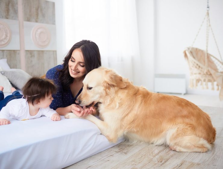 The Healing Paw
