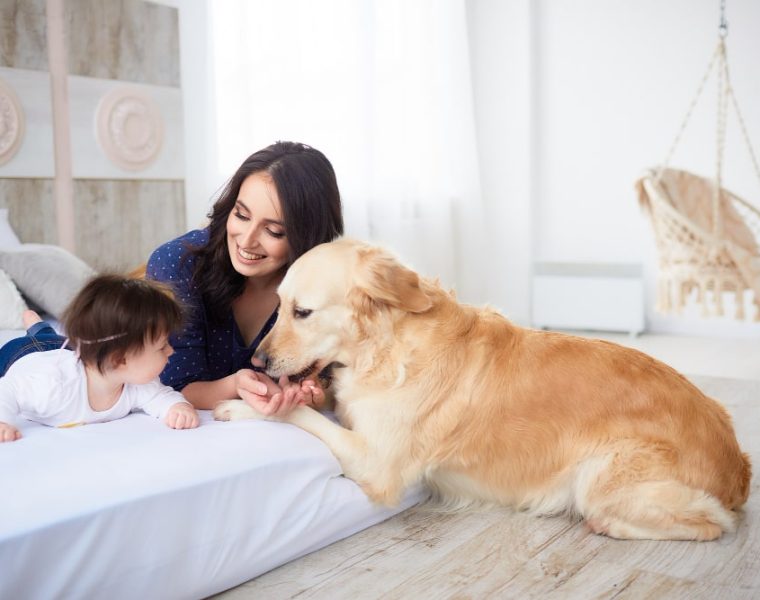 The Healing Paw